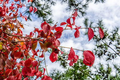 Low angle view of red leaves on tree against sky