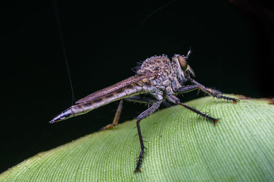 Close-up of insect