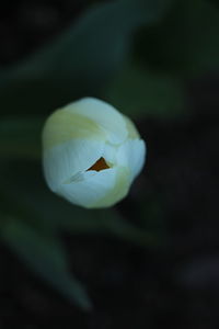 Close-up of white flowering plant