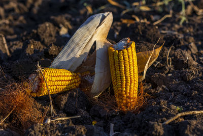 Close-up of corn on field