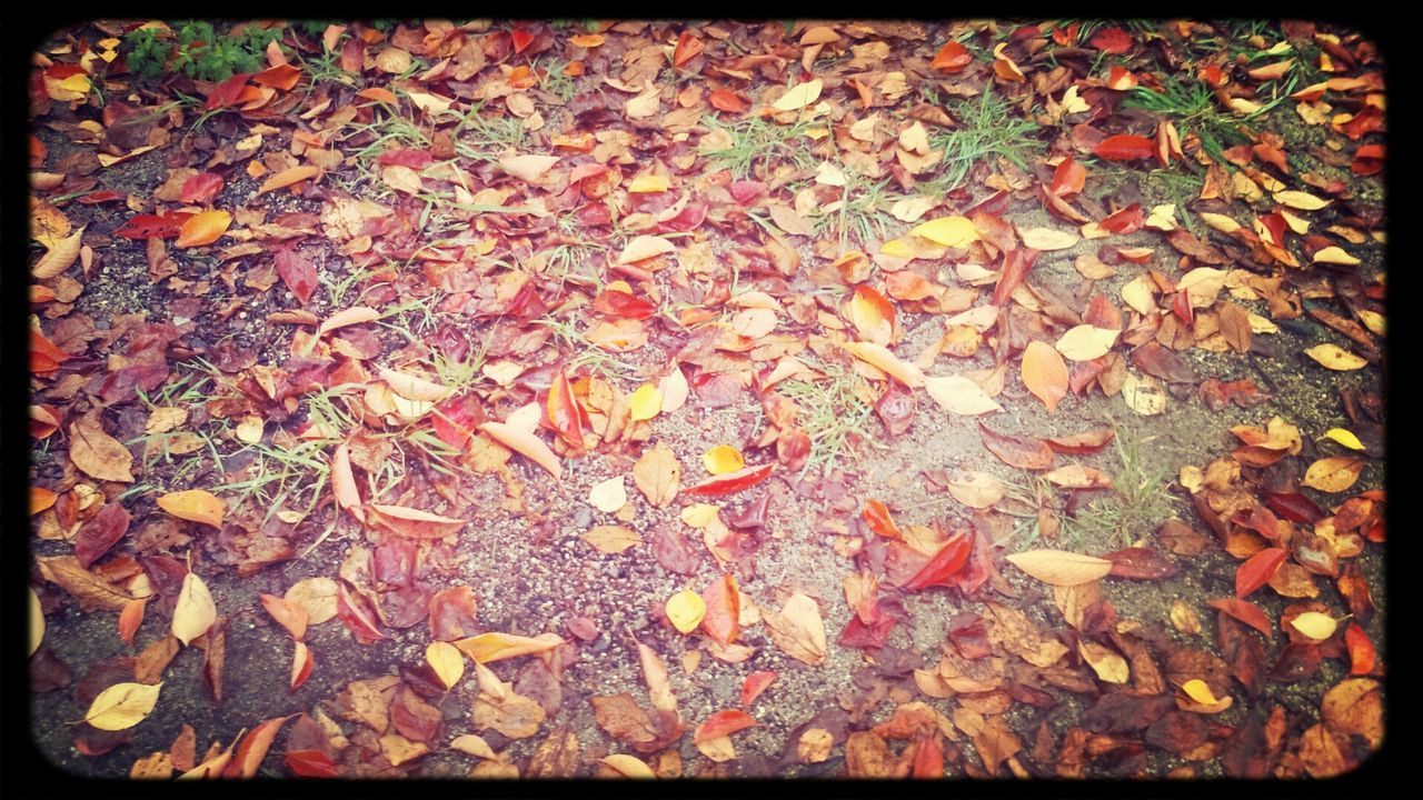 transfer print, autumn, auto post production filter, leaf, change, high angle view, leaves, fallen, dry, season, full frame, nature, backgrounds, abundance, ground, falling, outdoors, field, day, maple leaf