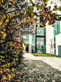 Tree by plants in city during autumn