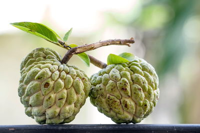 Close-up of fresh green plant