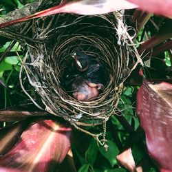 Close-up of birds in nest