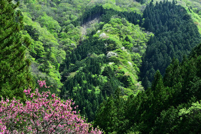 Scenic view of pine trees in forest