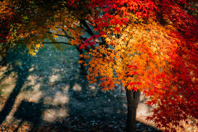 Close-up of maple tree during autumn