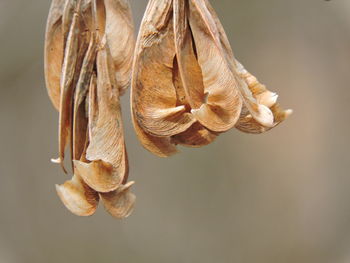 Close-up of dry plants hanging outdoors