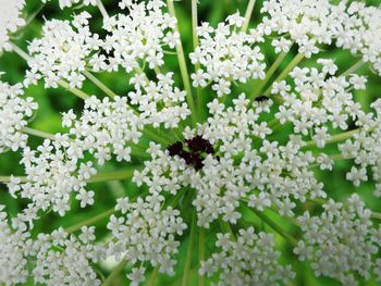 Close-up of white flowering plants