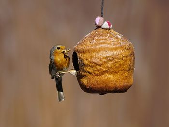 Robin carrying worm in beak on feeder