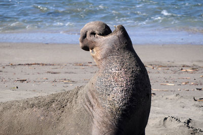 Close-up of seal on beach