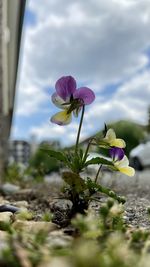 Close-up of flowering plant against cloudy sky