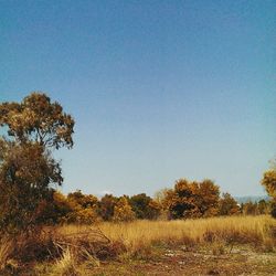 Trees on field against blue sky