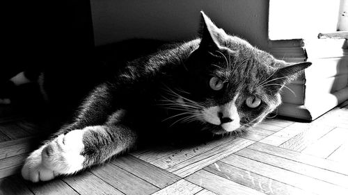 Close-up of cat relaxing at home