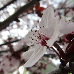 Close-up of white flowers blooming in park