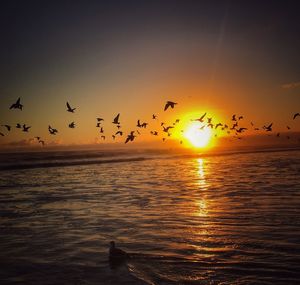 Silhouette birds flying over sea against dramatic sky during sunset