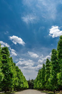 Footpath amidst trees against sky during sunny day