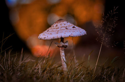 Close-up of mushroom growing on field