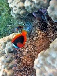 Close-up of duck swimming in water