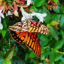 Close-up of butterfly on leaf