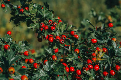 Bright red hawthorn fruits on branches. beautiful autumn screensaver.