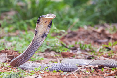 The king cobra, also known as the hamadryad, is a venomous snake species
