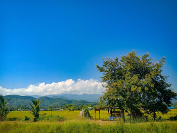 Trees on field against blue sky