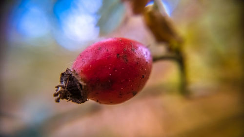 Close-up of red berries on tree