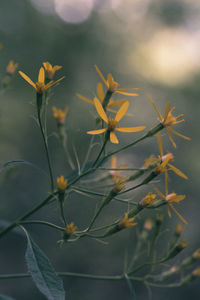 Close-up of yellow flowers