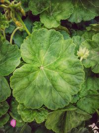 Full frame shot of green leaves