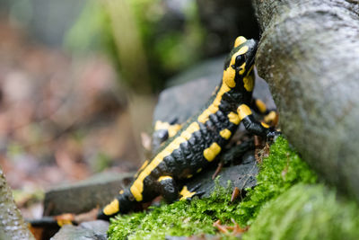 Portrait of a single fire salamander
