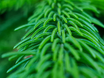 Close up, and macro view of green pine branches and needles.