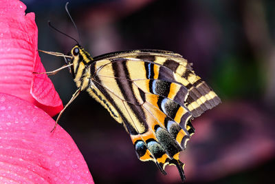 Close-up of butterfly on leaf