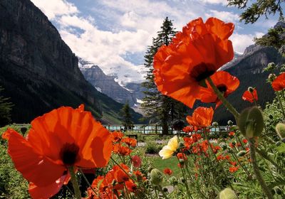 Close-up of orange poppy on mountain against sky