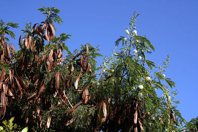 Low angle view of coconut palm trees against blue sky