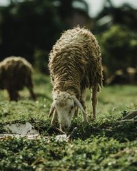 Close-up of sheep grazing on field