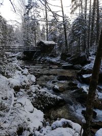Stream flowing through snow covered trees in forest