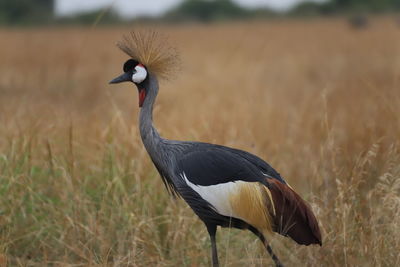 Close-up of a bird on field