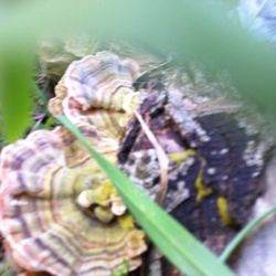 Close-up of plant against blurred background