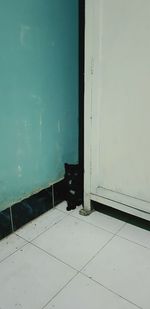 Black cat on tiled floor against wall