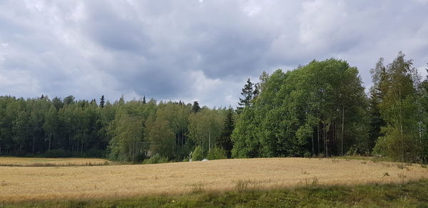 Trees on field against sky