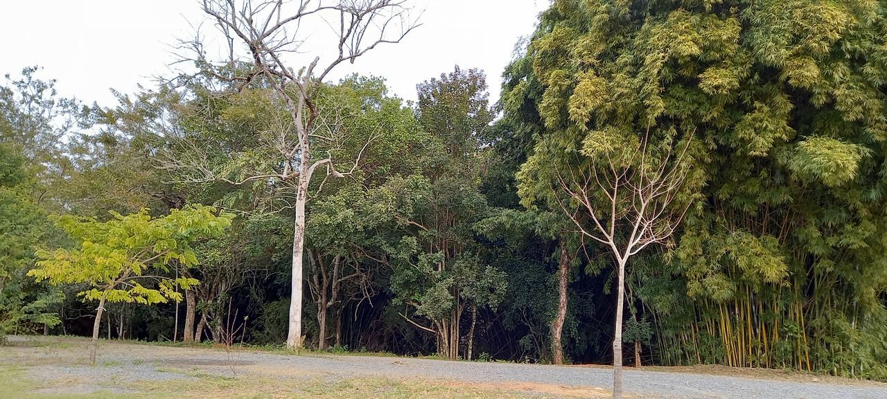 TREES BY ROAD IN FOREST