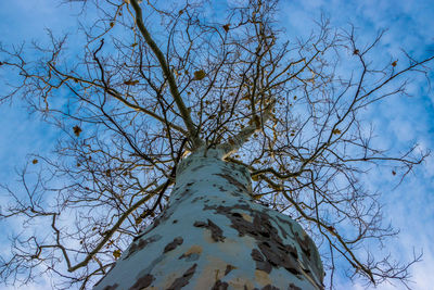 Low angle view of bare tree against blue sky