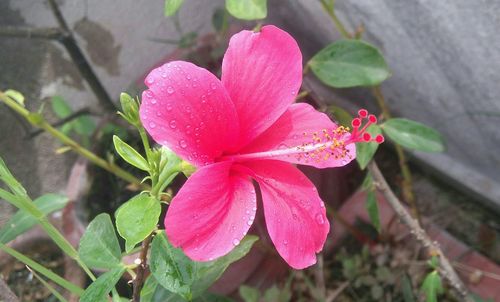 High angle view of wet pink flower blooming outdoors