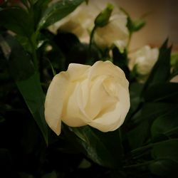 Close-up of rose blooming outdoors