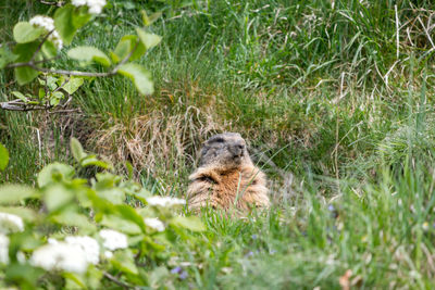 Meerkat sitting on field