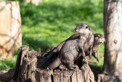 Otters on tree stump