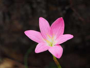 Close-up of pink flower blooming outdoors