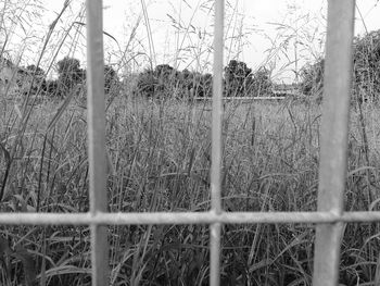 Plants growing on field seen through fence