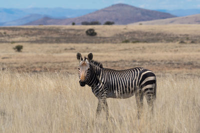 Zebra in a field