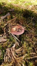 High angle view of mushroom growing on field